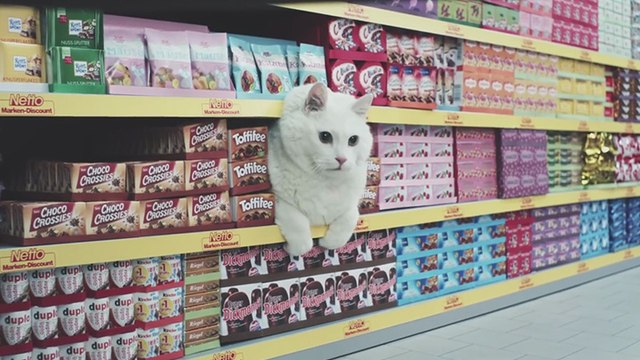 Netto met en scène les chats stars du net dans une publicité