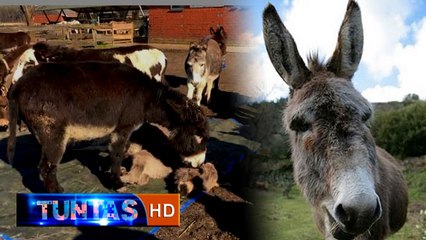 Heboh Fenomena Keledai Menangis - Tuntas 16 Juni 2016