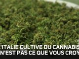La première récolte de cannabis médical made in Italie