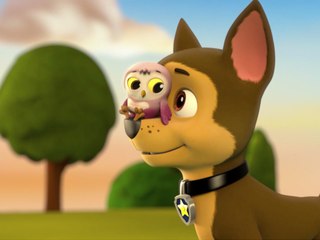 Paw Patrol : on recherche la nouvelle recrue de la Pat' Patrouille | NICKELODEON JUNIOR