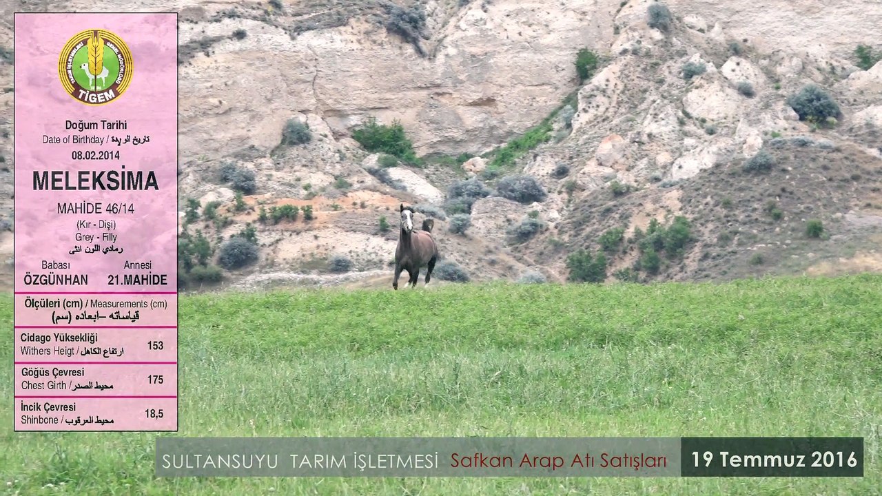 MELEKSİMA