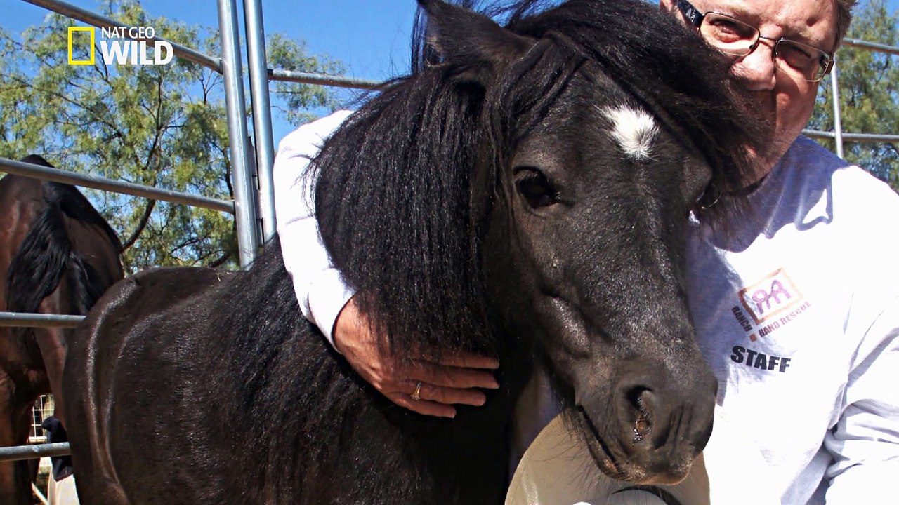 Une nouvelle vie pour Midnite le cheval miniature