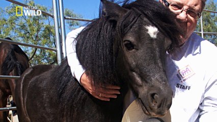 Une nouvelle vie pour Midnite le cheval miniature