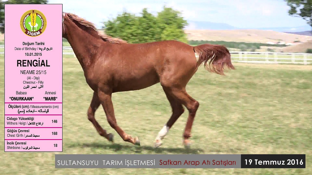 RENGİAL