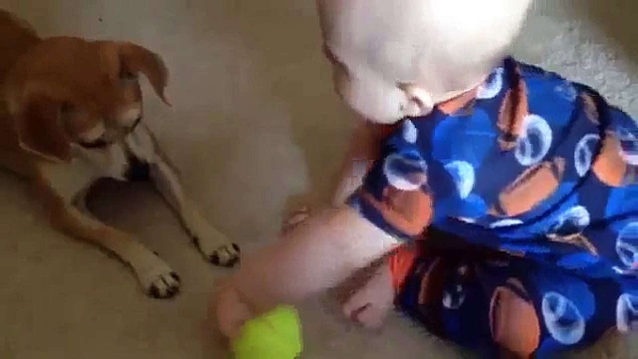 dog playing with bebe