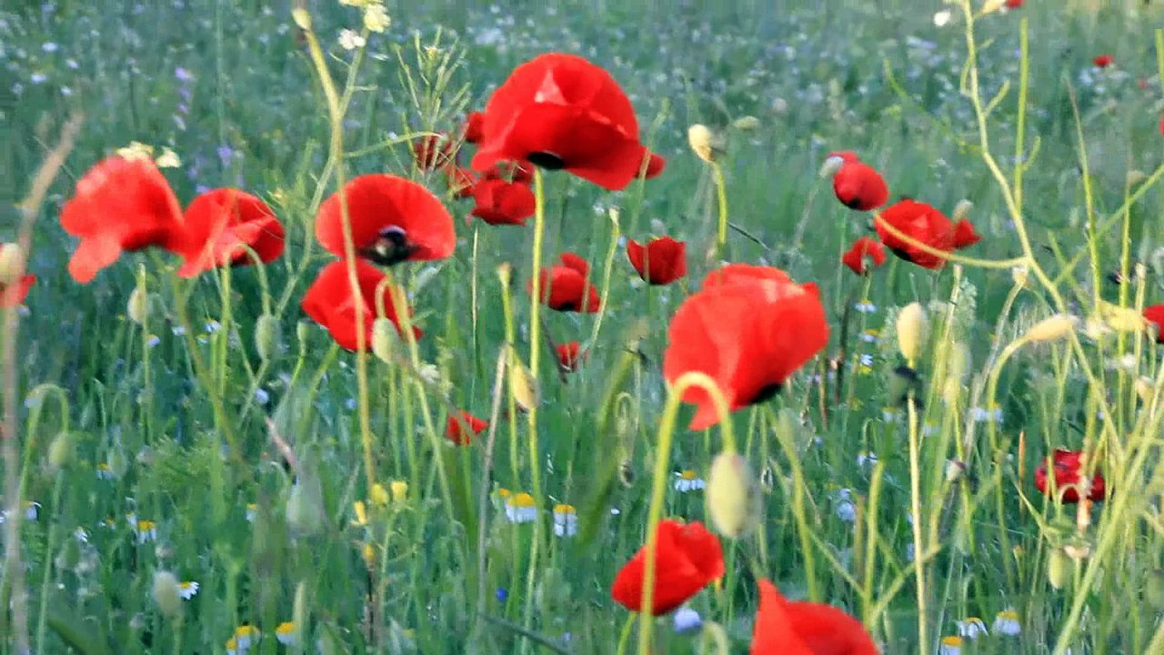 geçen bahardan esintiler