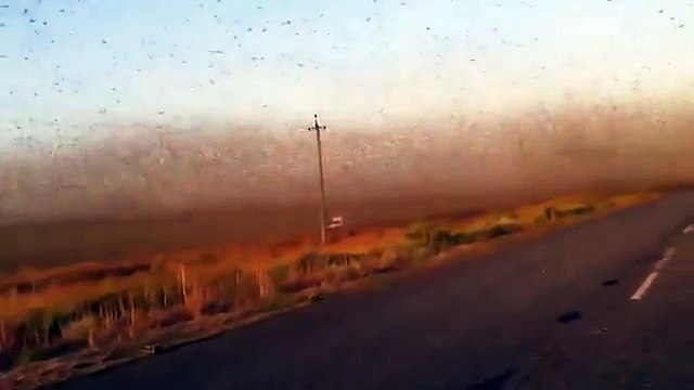 Huge swarm of locusts attacks farms and devastates crops in Russia
