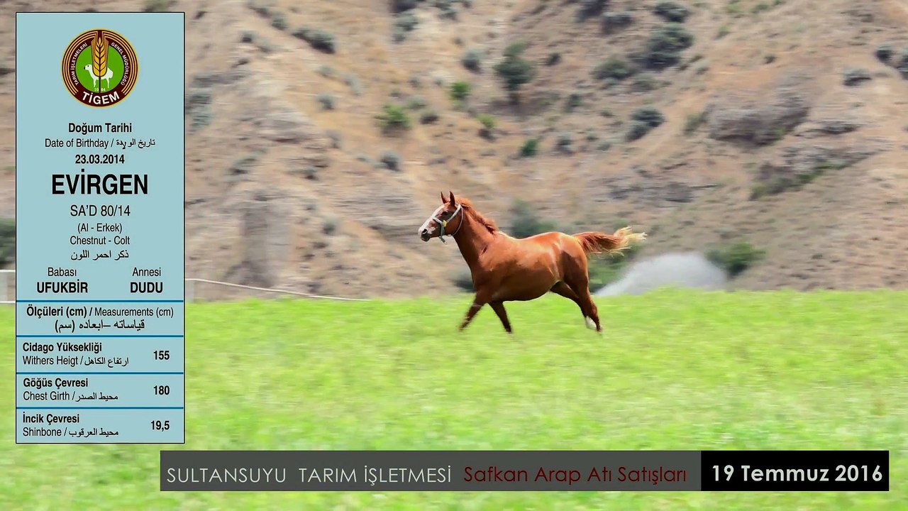 EVİRGEN