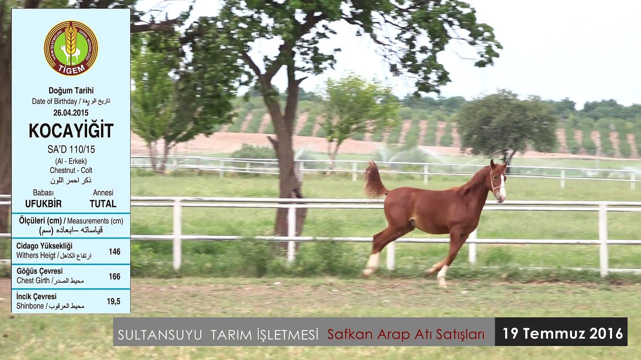 KOCAYİĞİT