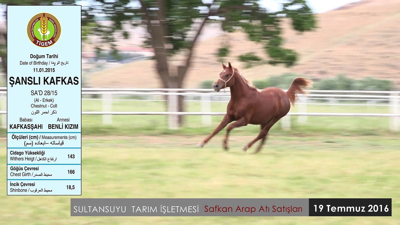 ŞANSLIKAFKAS
