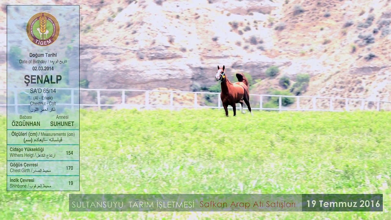 ŞENALP