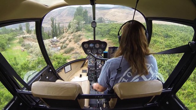 Voler en Hélicoptère pour sécher les cerises dans les arbres avant les récoltes