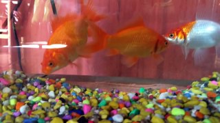 Goldfish en acuario de 20 litros
