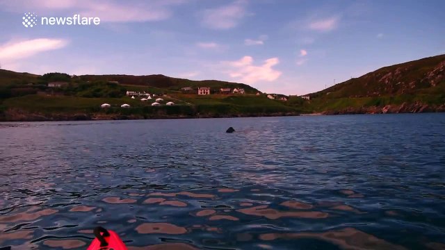Basking shark comes within metres of school paddling trip