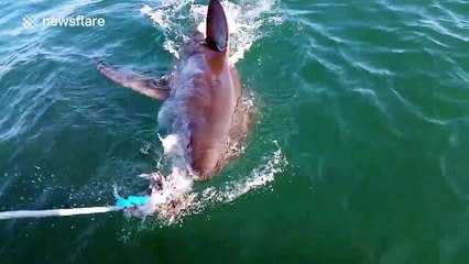Close up of great white shark jaws