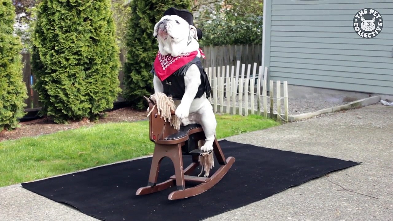 30 Funny Pet Videos Animal Compilation 2016