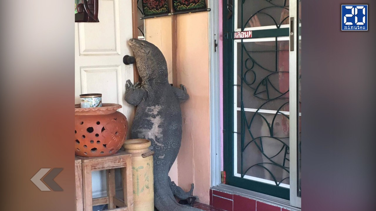 Sa porte se fait bloquer par un Varan Géant ! - Le rewind du jeudi 16 juin 2016.