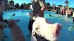 Dogs Have Time of Their Lives at Puppy Pool Party