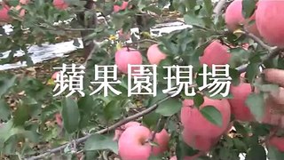 互生高原有機肥耕種水果 - 陝西行 28-10-2013