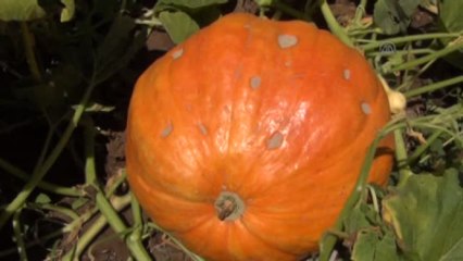 Huzurevinde Yetiştirilen Kabaklarla Guinness'e Başvuracaklar