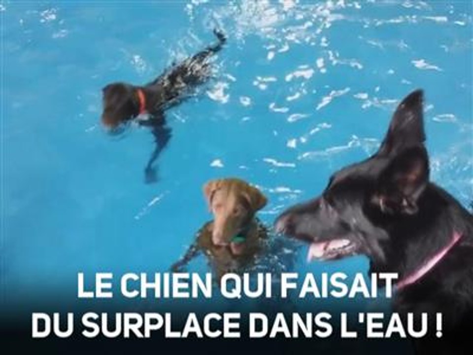 Marrant : ce chien adore l'eau mais déteste nager !