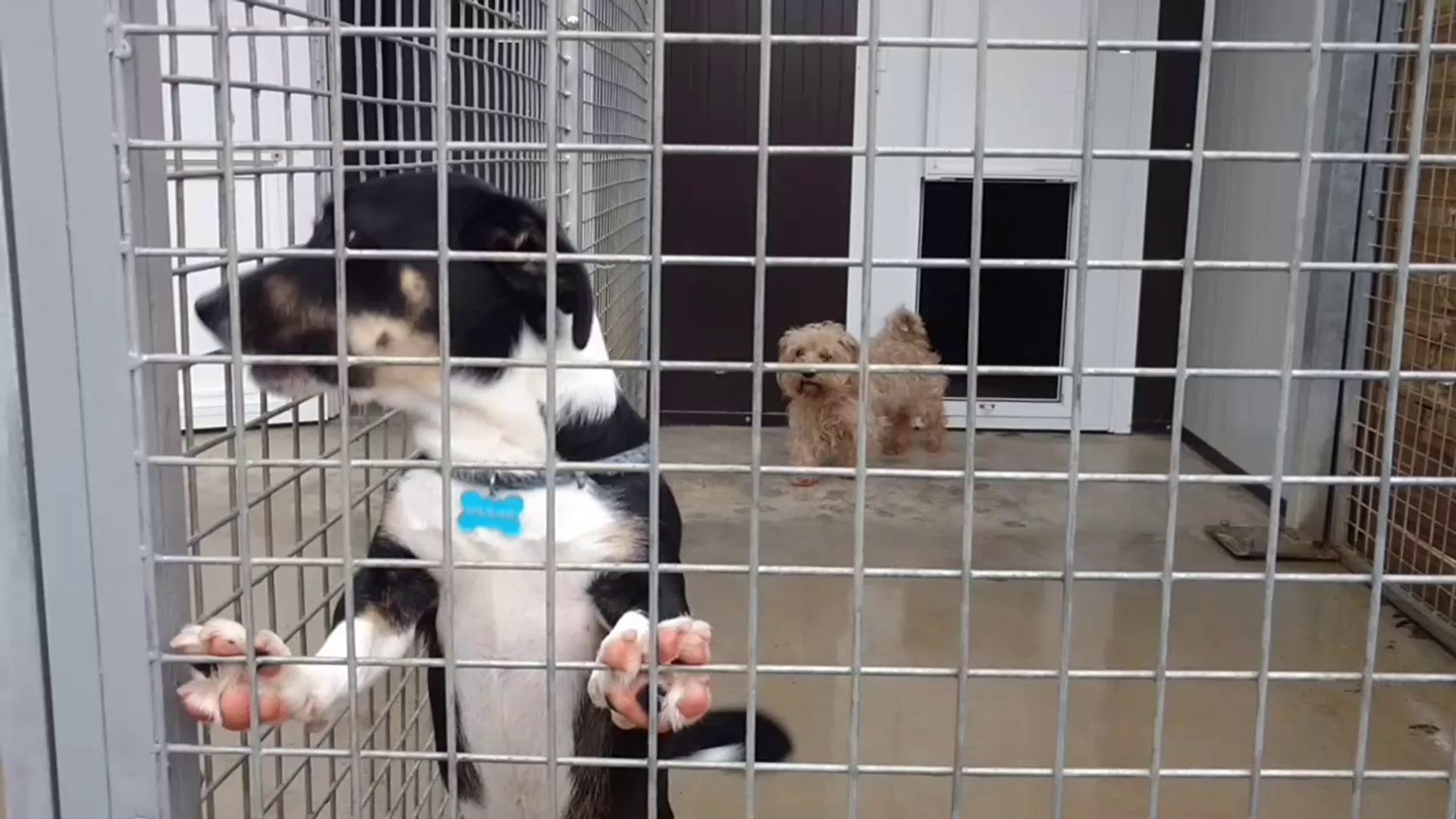 Namur: la pension pour chiens et chats Crocalin affiche complet pour les  vacances