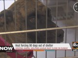 How to help animals at shelters during the intense heat