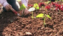cultivo de judias verdes en el huerto (tuhuertofacil.es)