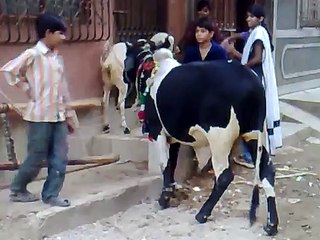 Bakra Eid Qurbani 2010 In Mehmoodabad No2 (Romaan)P,1.mp4