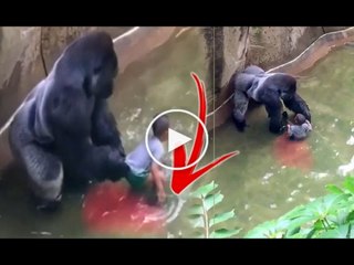 La CRUDA Verdad sobre la Caída de Niño en la Jaula del Gorila.