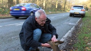 Cet homme ramasse une pauvre biche blessée sur le bord de la route, puis il la regarde de plus près et réalise ça!