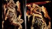 De mystérieuses créatures retrouvées dans un ancien manoir en Angleterre