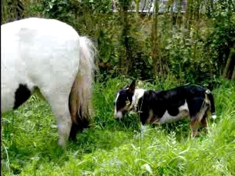Speedy et Nahis