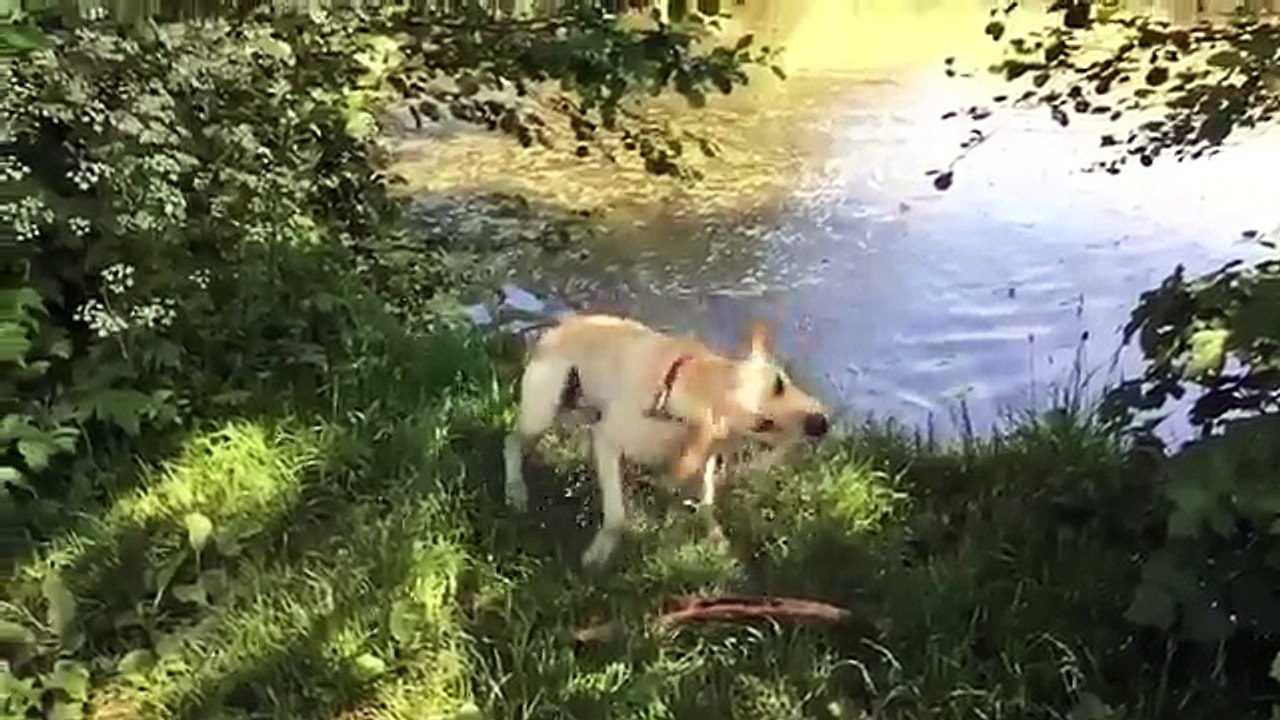 Dog Drying Itself In Slow motion