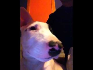 Flow el perro productor