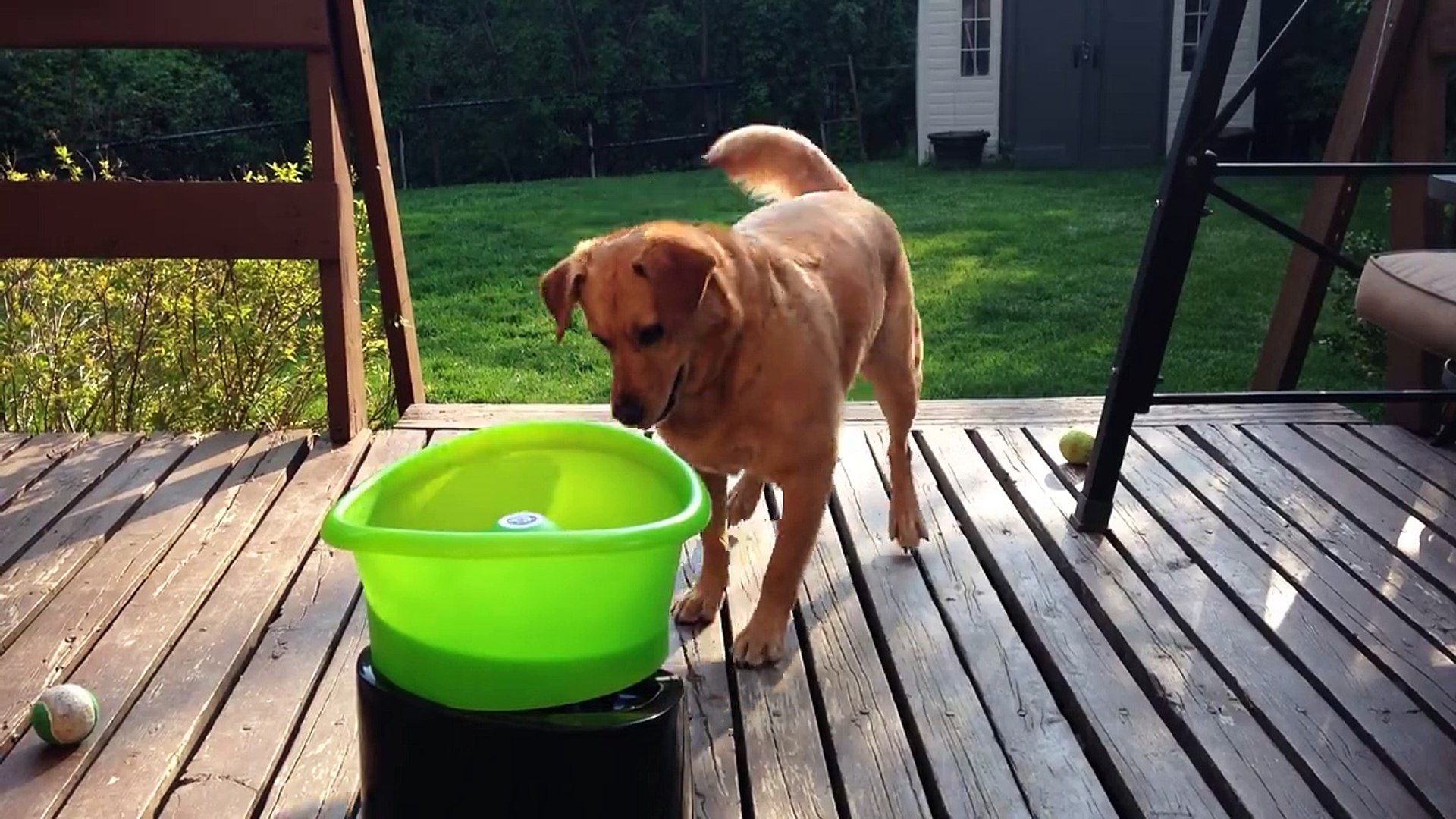 distributeur de balles pour chien