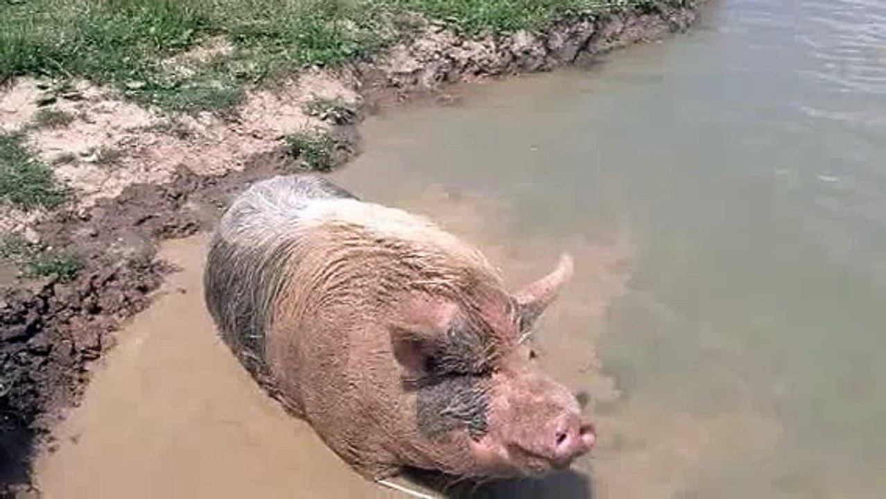 Piggy mud bath