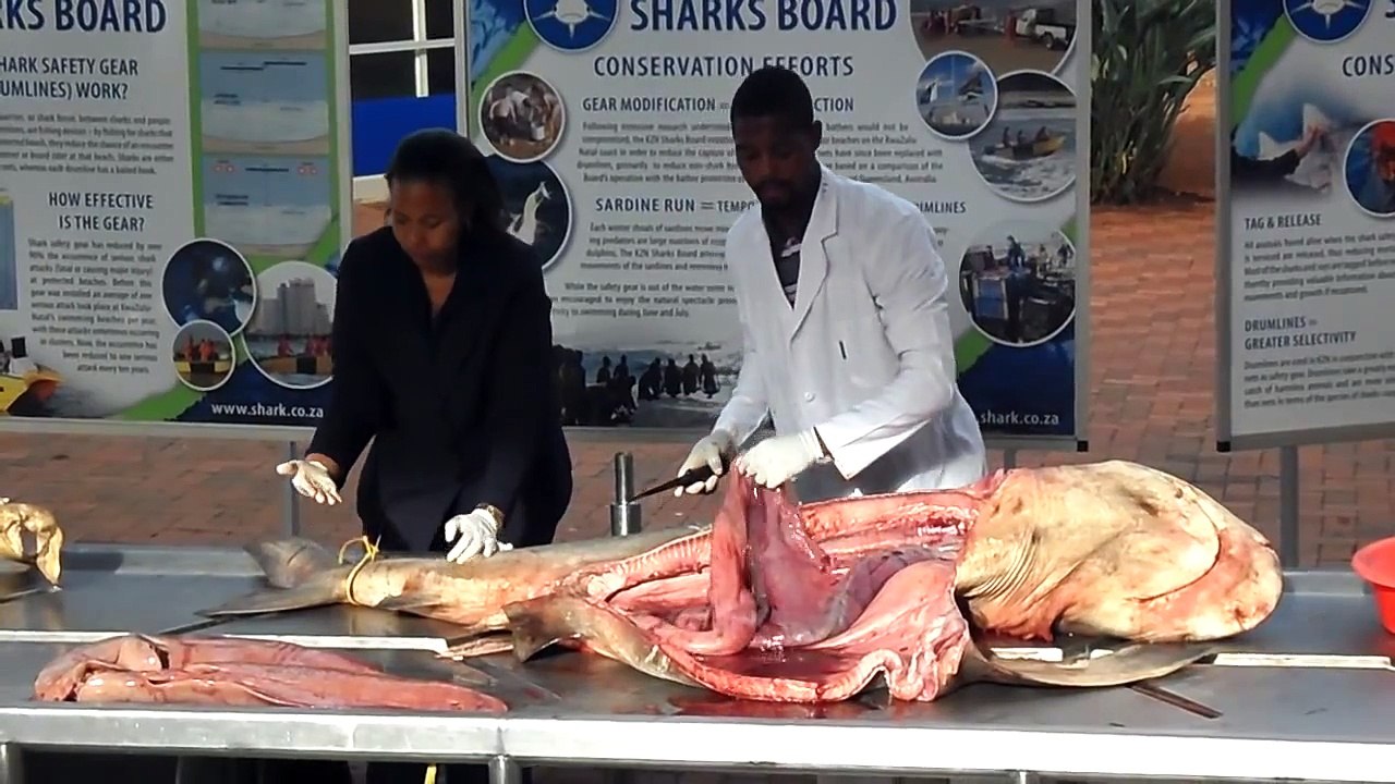 Natal shark board 2