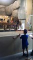 Oregon Zoo Male Lion Tail tip Severed 06/13/2016 during demonstration