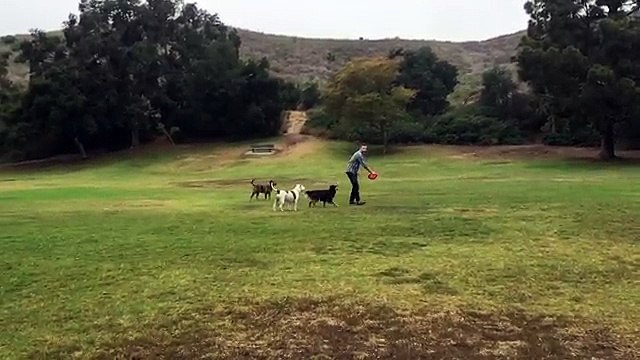 Logró lo que quería con su perro y mira lo que pasó