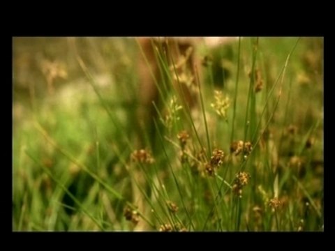 Najoua Belyzel - Quand Revient l'été