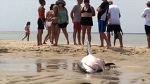 Des touristes sauvent un grand requin blanc échoué sur une plage