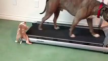 Babasına yardım eden sevimli köpek