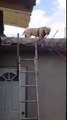 Çatıdan Aşağıya Merdivenden İnen Yetenekli Köpek