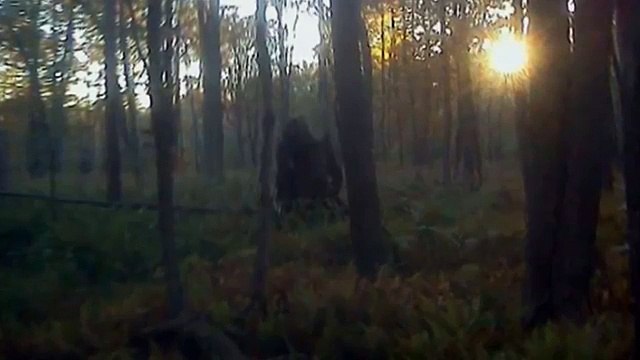 -5 مخلوقات غامضة تم تصويرها - سلسلة ملفات غامضة