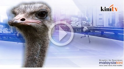 Chickaboo burung unta lebuh raya Persekutuan ditangkap