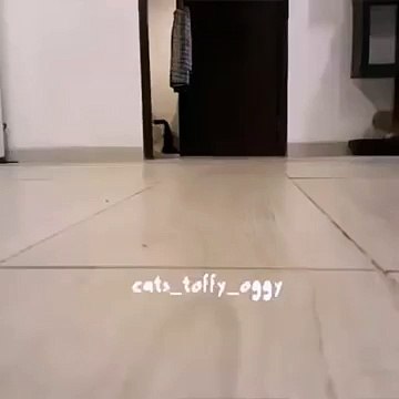 Un petit chaton voleur dérobe une sucette, mais ce qu'il en fait... C'est la chose la plus drôle, MDR