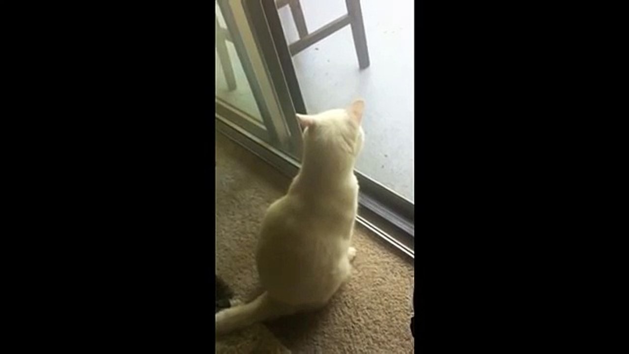 Un chaton aperçoit des oiseaux dehors, mais regardez jusquà 0:17...  Ce qu'il fait est TROP drôle, MDR !!