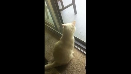 Un chaton aperçoit des oiseaux dehors, mais regardez jusquà 0:17...  Ce qu'il fait est TROP drôle, MDR !!