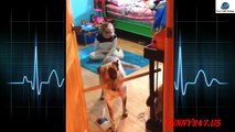 Dogs funny video  Dog videos compilation 2016 Animal funny video failsbest funny dog videos